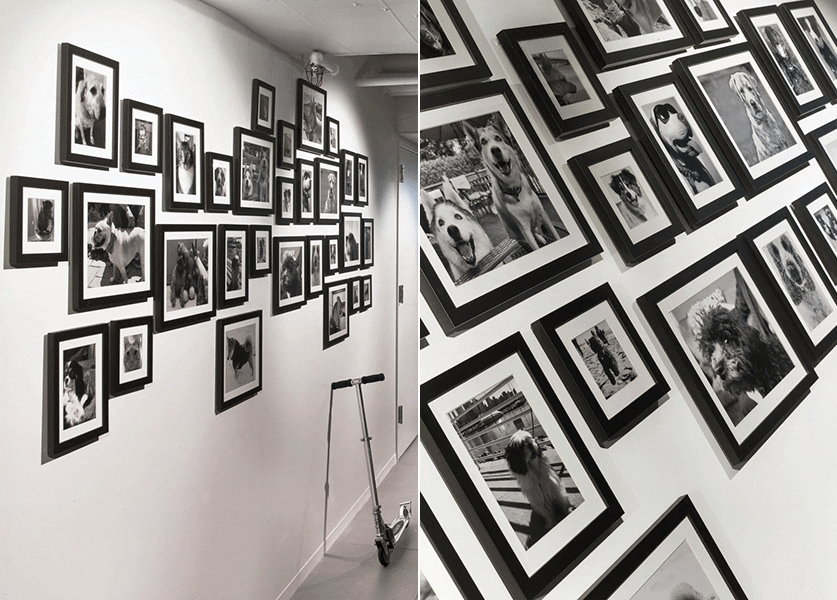 LinkedIn-NY-Pet-Wall-IA-Eric-Laignel