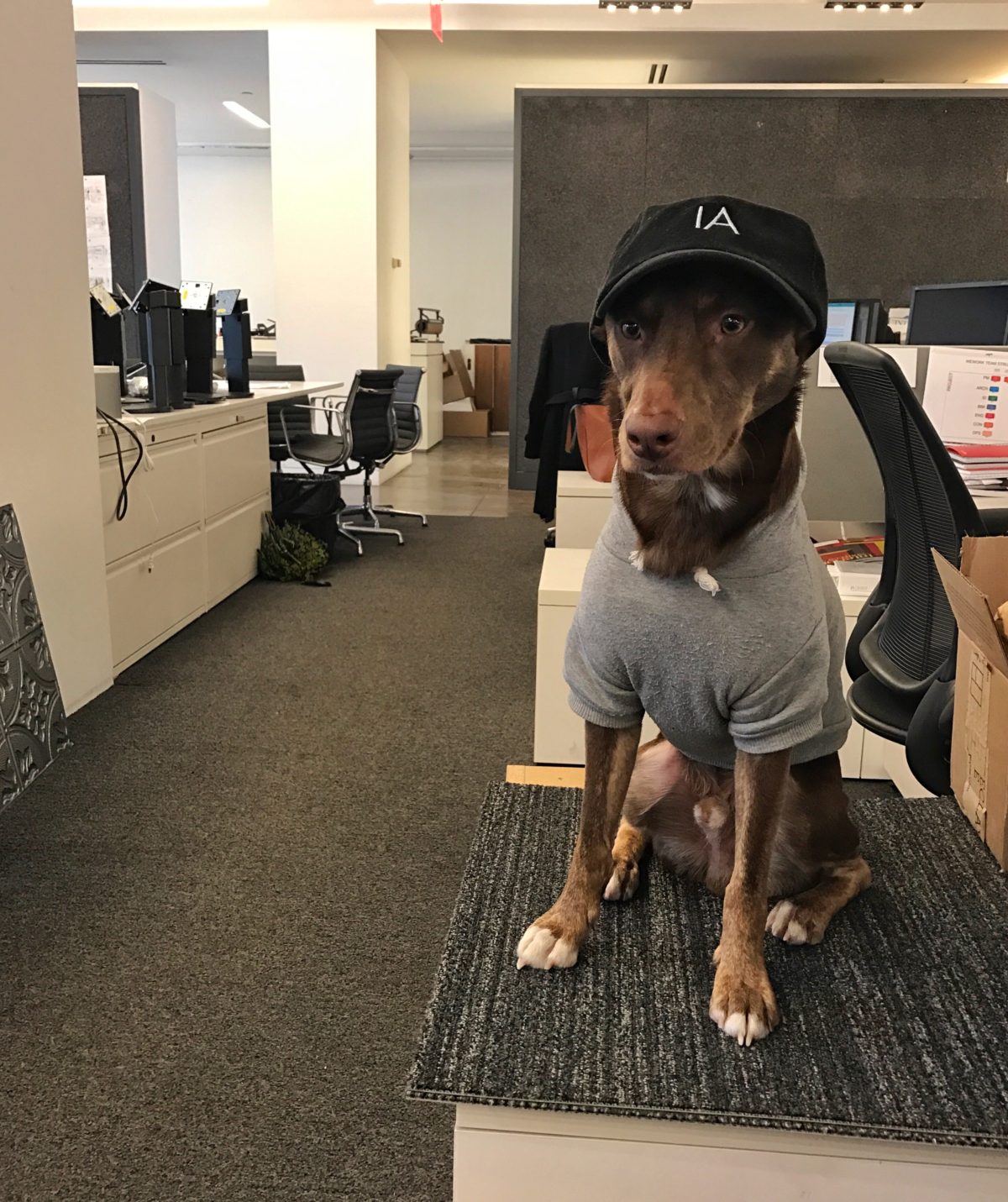 Photo courtesy of IA.