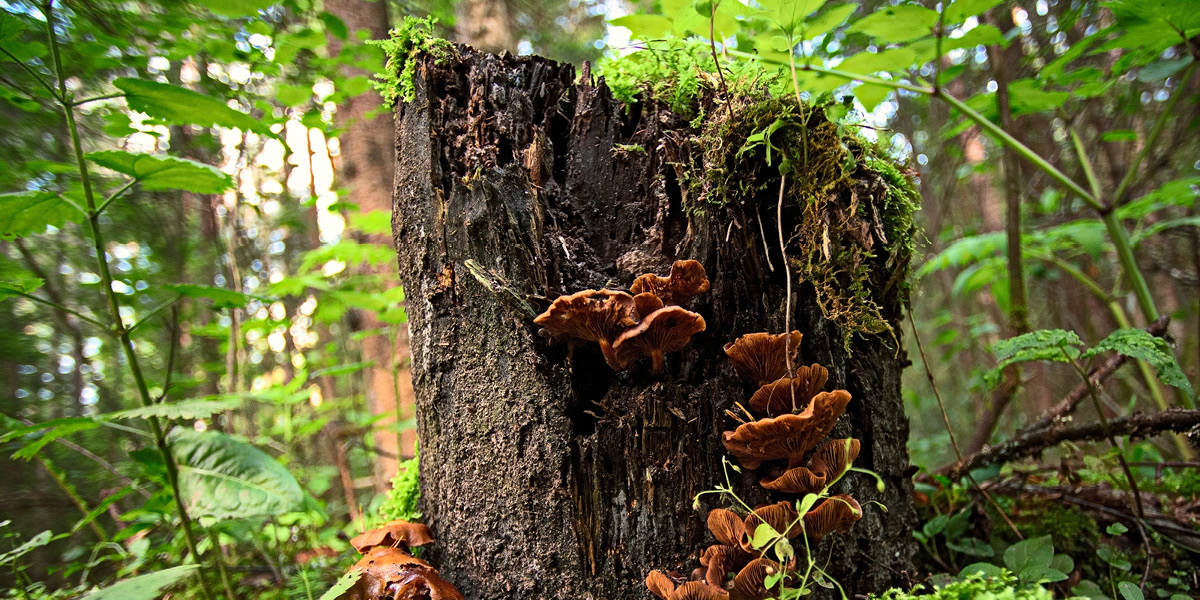 Reishi mushrooms can be made extraoridinarily durable when grown under the right conditions.