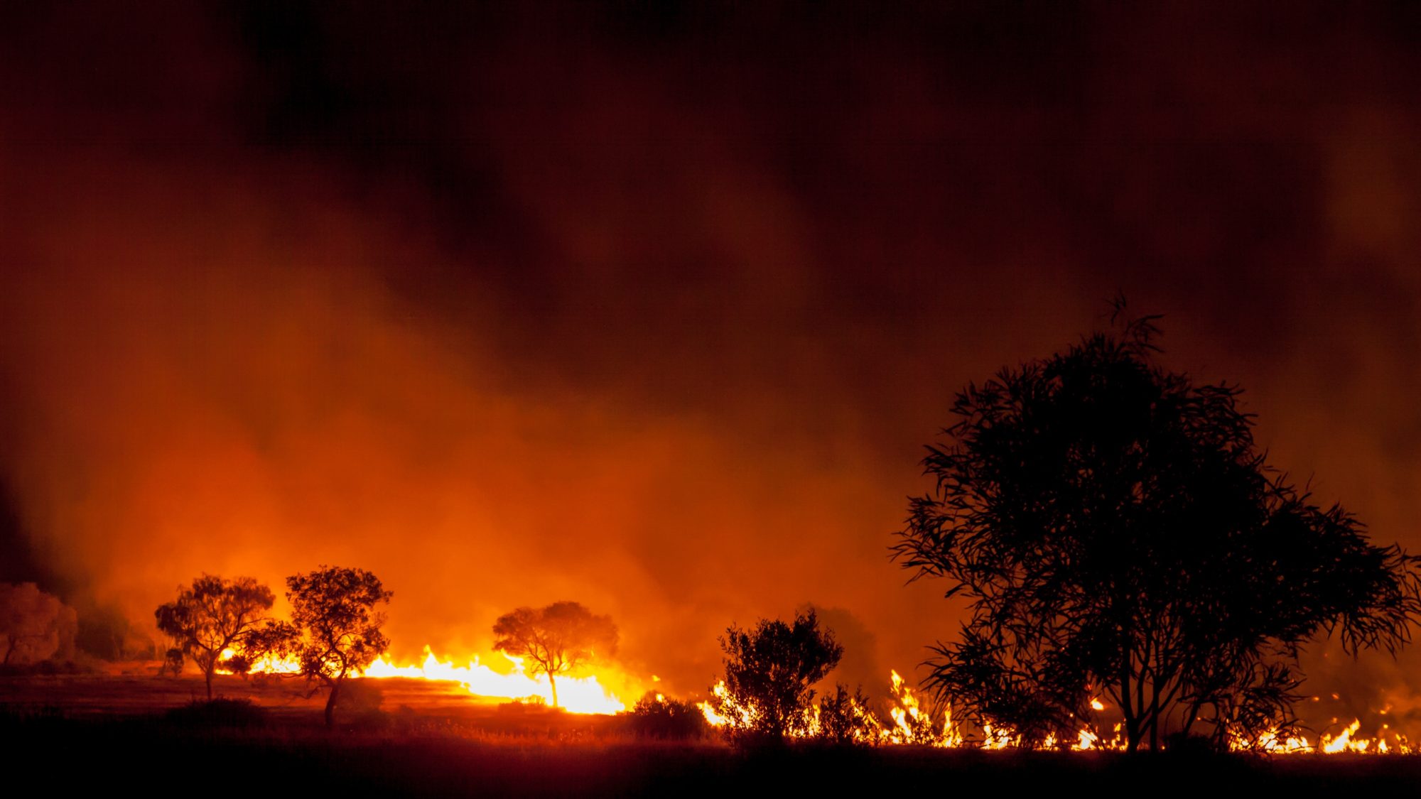 A bush fire in grassland with trees in australia